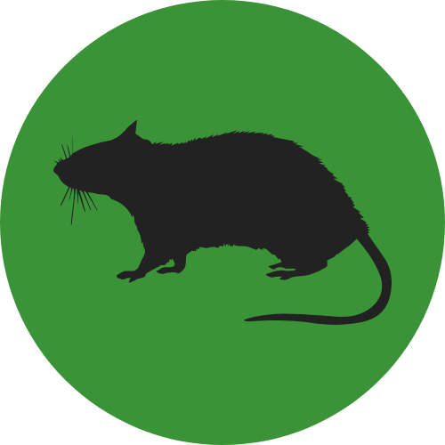 Bekämpfung von Ratten