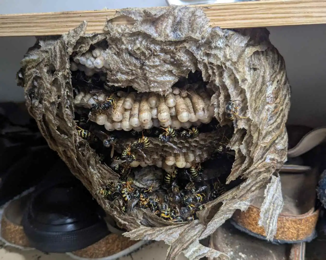 Staatenbildende Insekten umsiedeln statt töten