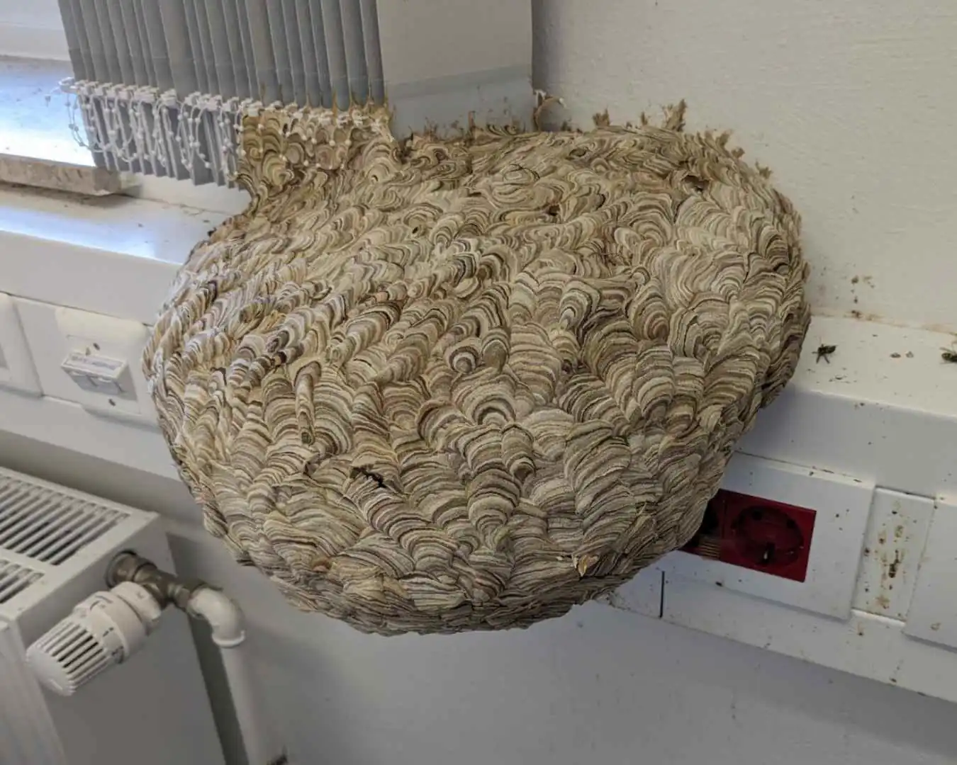 Wespennest umsiedeln statt töten