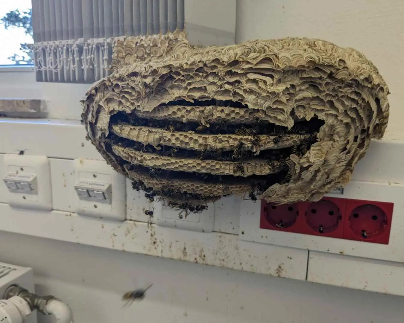 Wespennest zur Umsiedlung