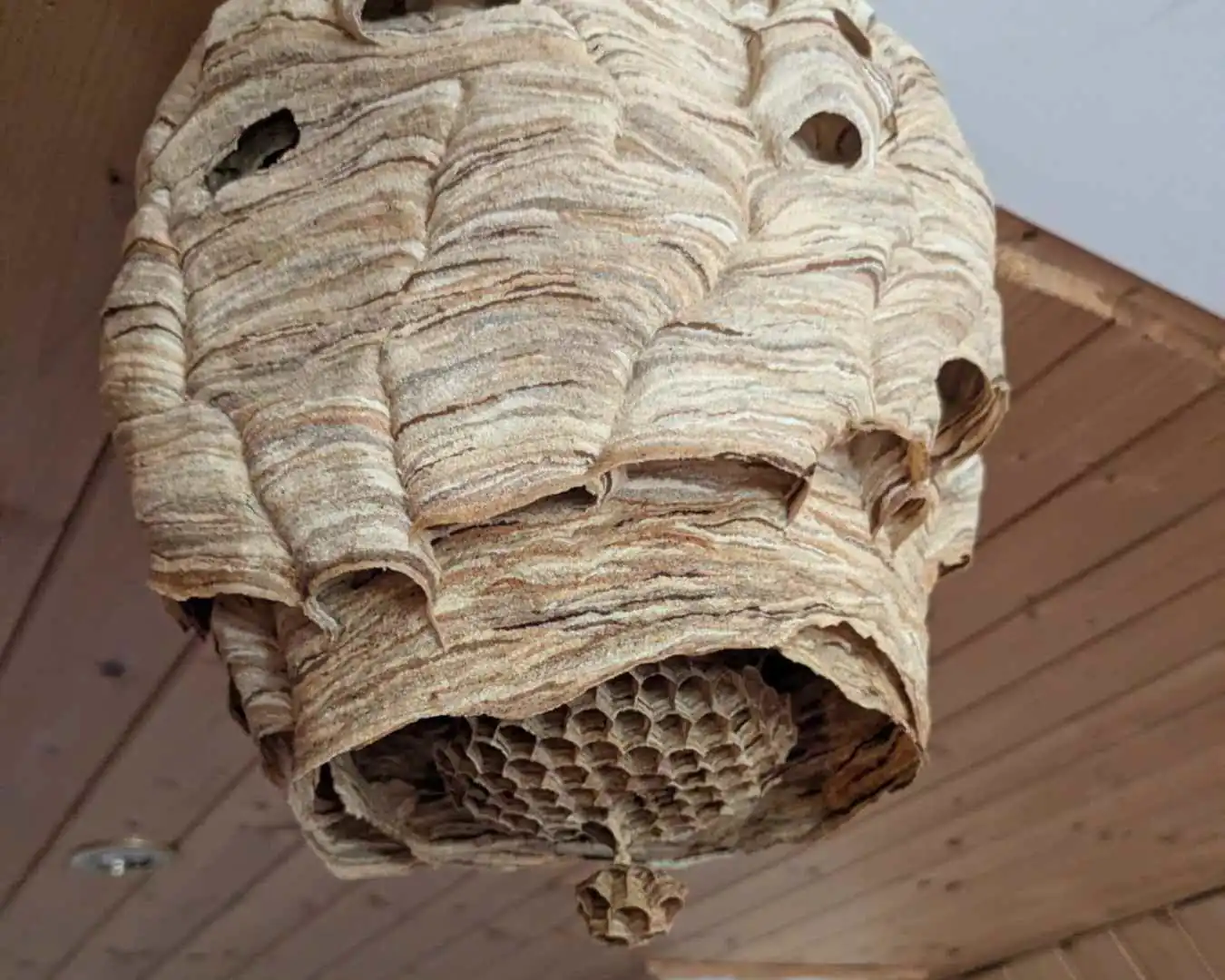 Wespenstaat umesiedeln und nicht töten