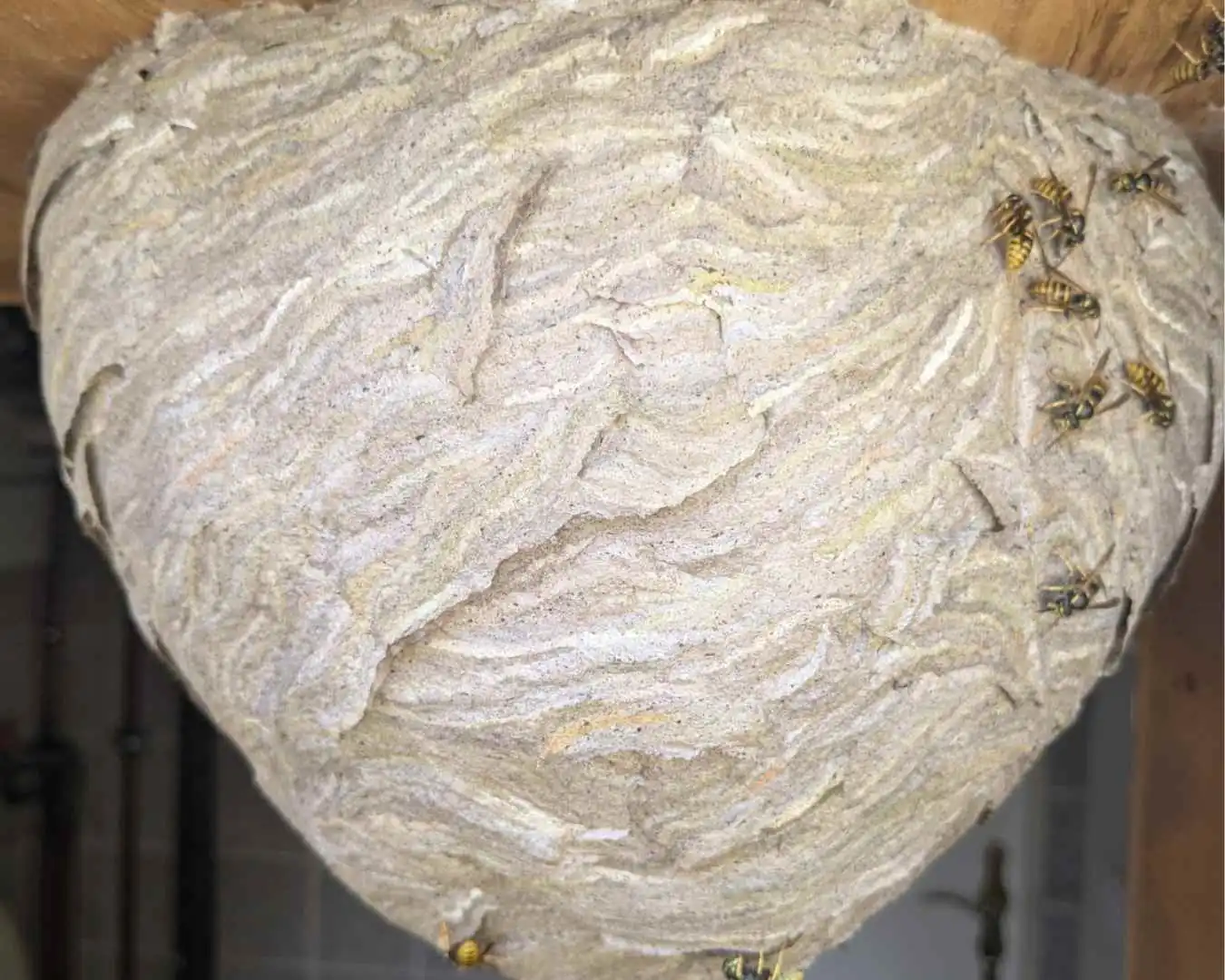 Wilhelmsen Biotec umsiedeln statt töten